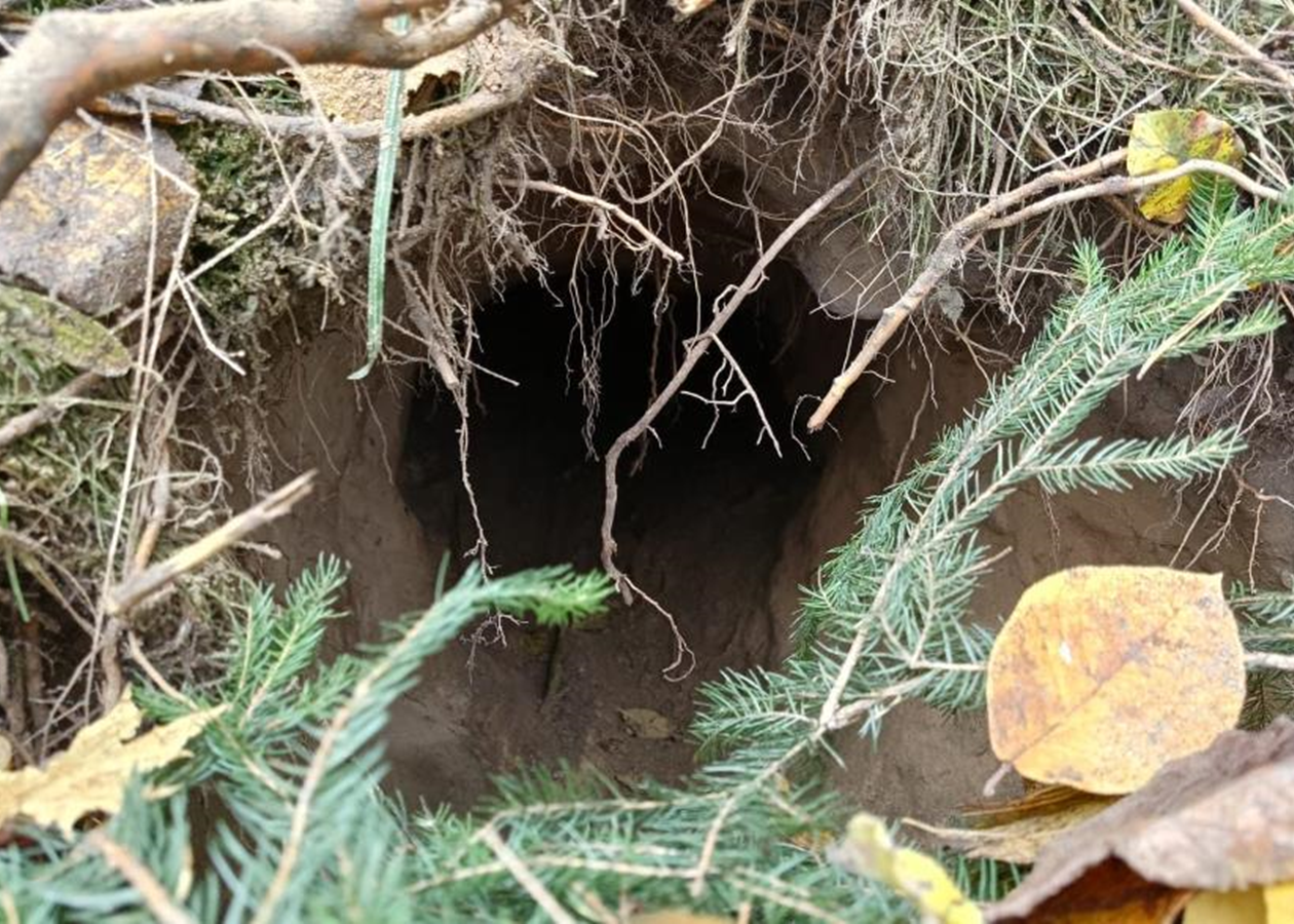 На кордоні між Польщею та Білоруссю виявили тунель