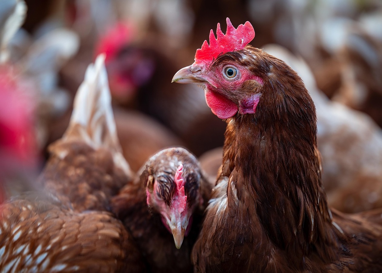 У Німеччині через пташиний грип знищили пів мільйона птахів