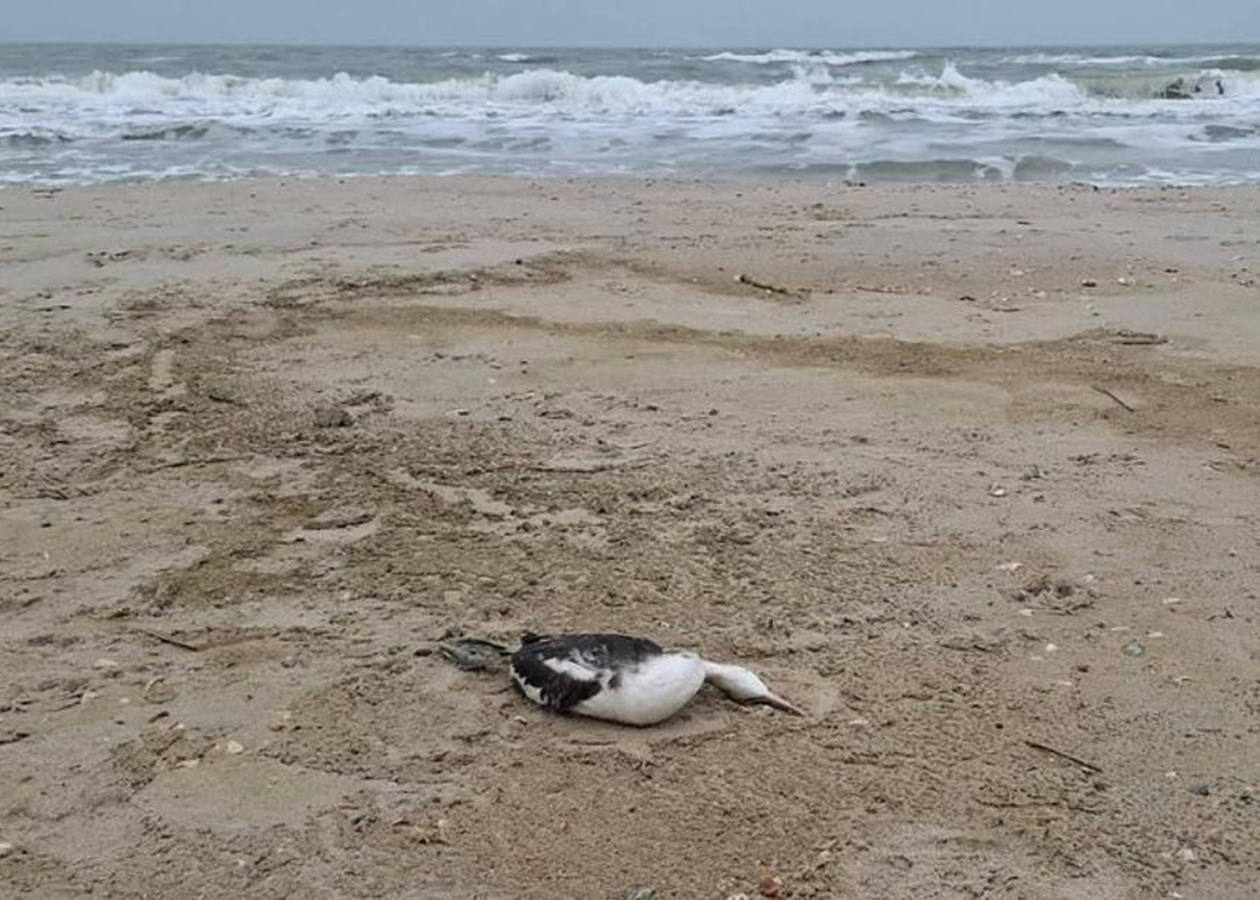 Витік олії в Чорне море після атак РФ вбив 5000 птахів – еколог